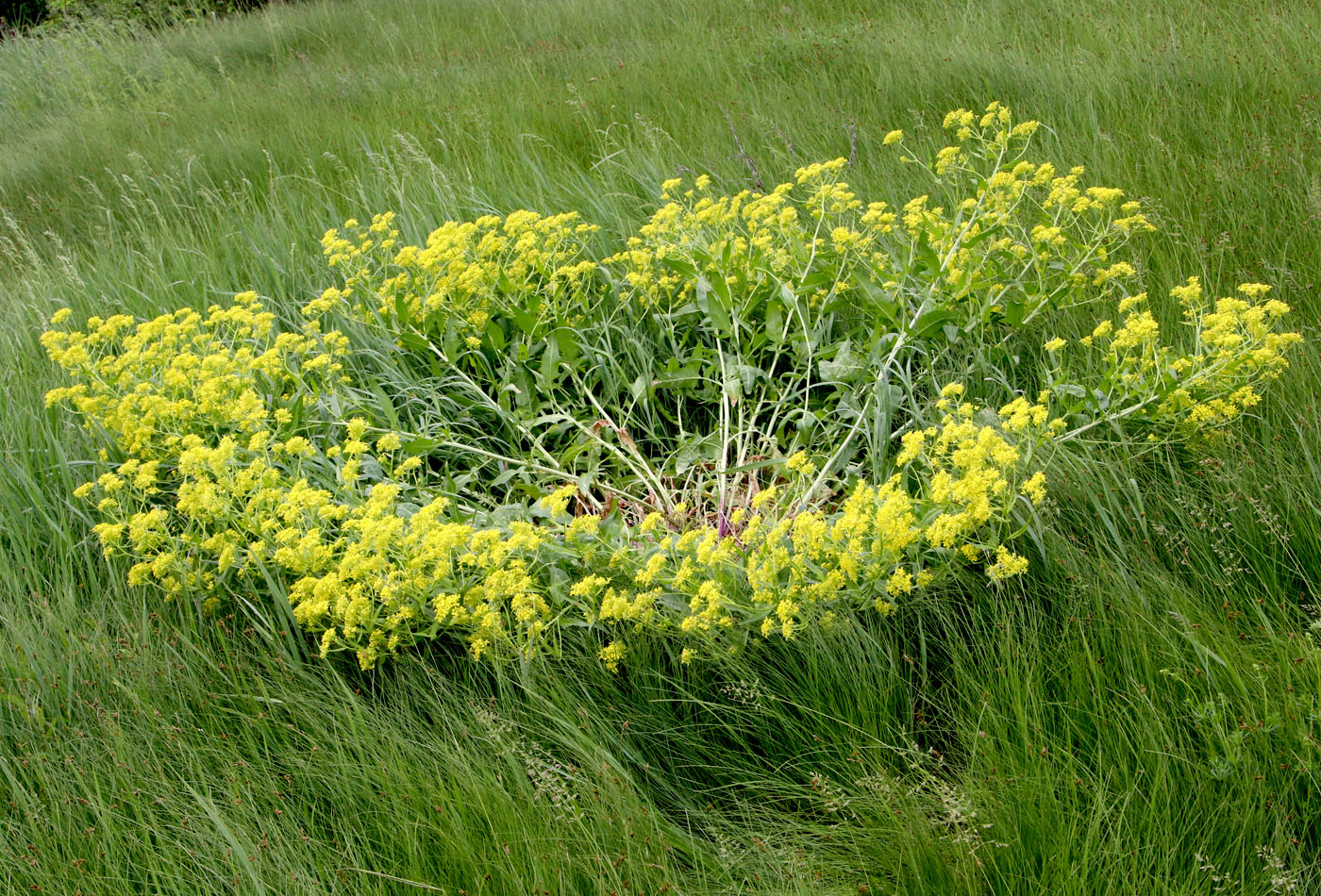 Изображение особи Bunias orientalis.