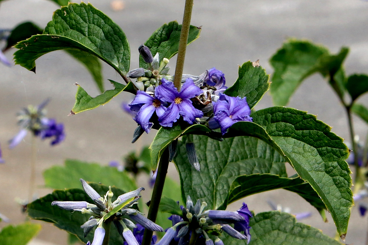 Изображение особи Clematis heracleifolia.