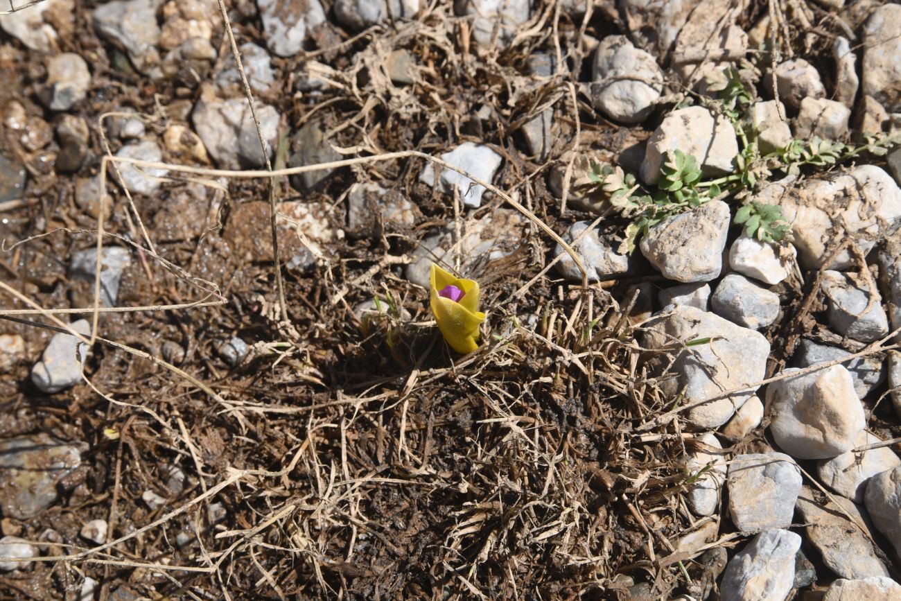 Image of Merendera kurdica specimen.