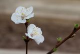 Armeniaca vulgaris. Веточки с цветками и распускающимися почками. Узбекистан, Хива. Во дворовом озеленении Ичан-Калы. 22.03.2025.