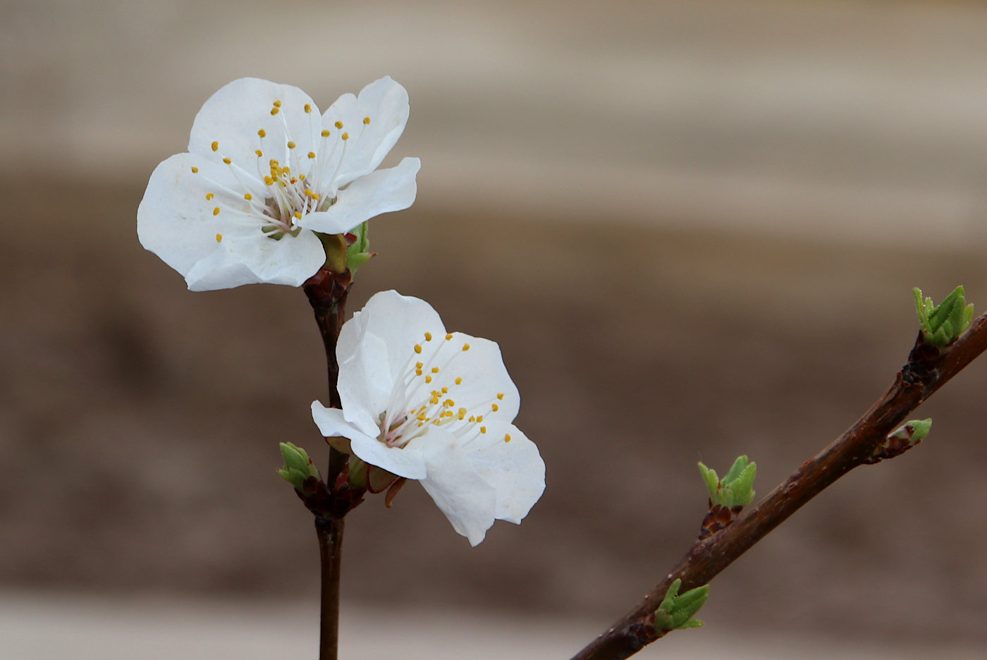 Image of Armeniaca vulgaris specimen.