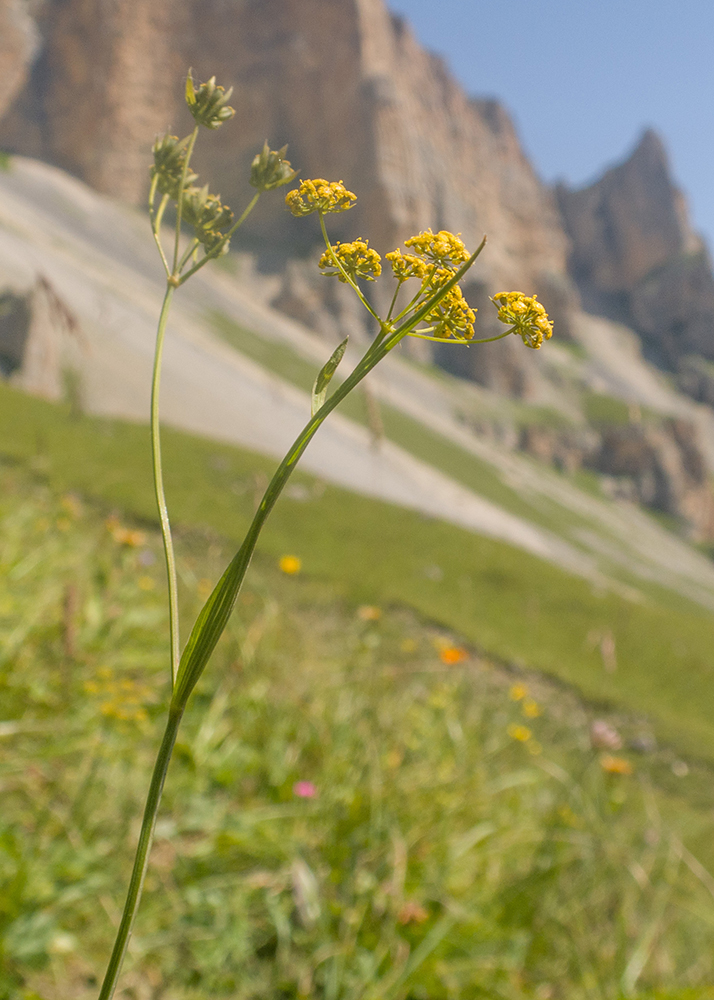 Изображение особи Bupleurum polyphyllum.