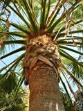 Brahea armata. Верхняя часть ствола с черешками листьев. Испания, автоном. сообщество Андалусия, пров. Малага, г. Бенальмадена, озеленение. Август.