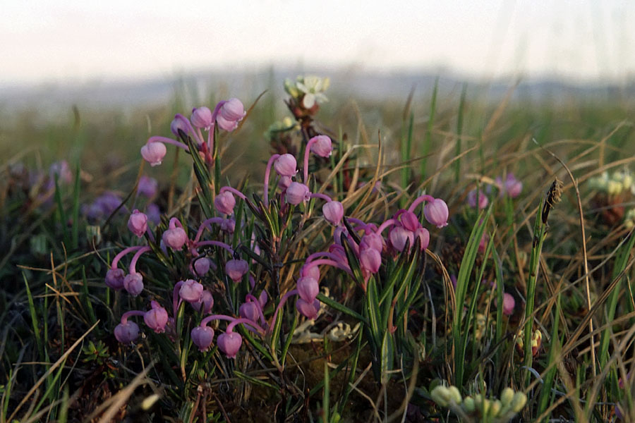 Image of Andromeda polifolia specimen.