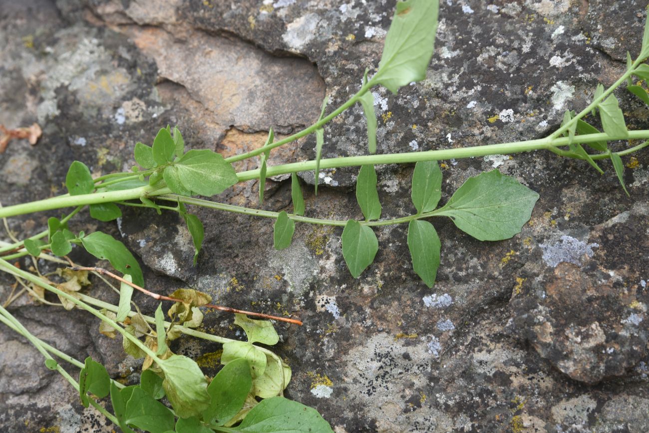 Image of genus Valeriana specimen.