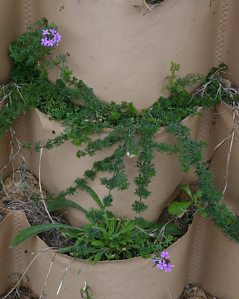 Image of genus Verbena specimen.