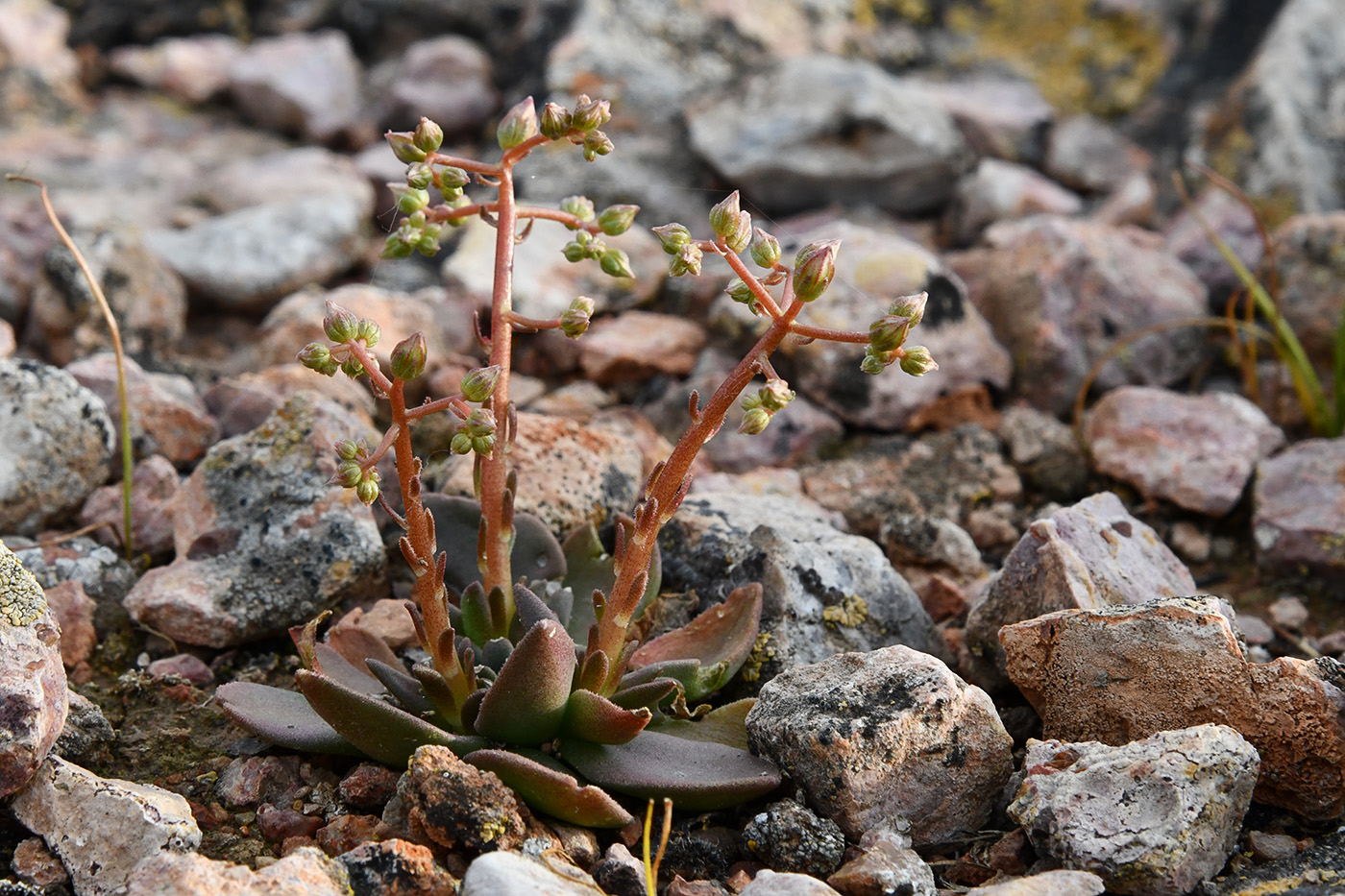 Изображение особи Rosularia glabra.