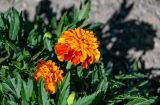 Tagetes patula. Соцветие. Калининградская обл., Правдинский р-н, г. Правдинск, в культуре. 02.07.2025.