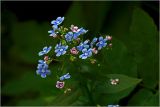 Brunnera sibirica. Соцветия. Московская обл., Раменский р-н, окр. дер. Хрипань, садовый участок. 14.05.2026.