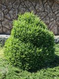 Buxus sempervirens. Вегетирующее растение. Волгоград, Волгоградский региональный ботанический сад. 23.05.2026.