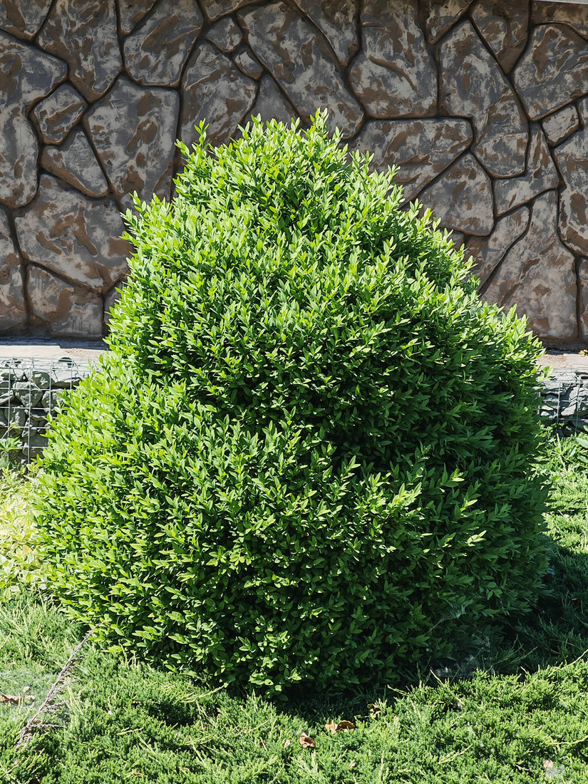 Изображение особи Buxus sempervirens.