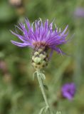 Centaurea paniculata. Верхушка побега с соцветием. Испания, Каталония, пров. Жирона, комарка Баш Эмпорда, муниципалитет Санта-Кристина-де-Аро, окр. н.п. Романья-де-ла-Сельва, опушка разреженного леса. 06.06.2026.