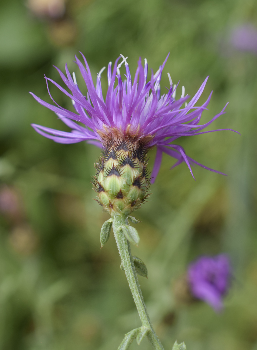 Image of Centaurea paniculata specimen.