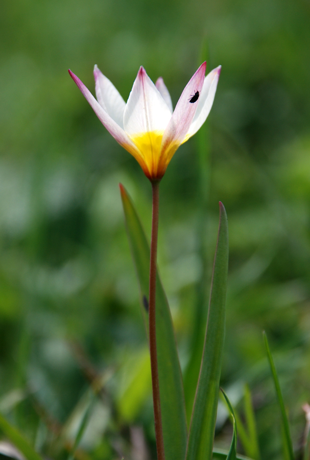 Изображение особи Tulipa biebersteiniana var. tricolor.