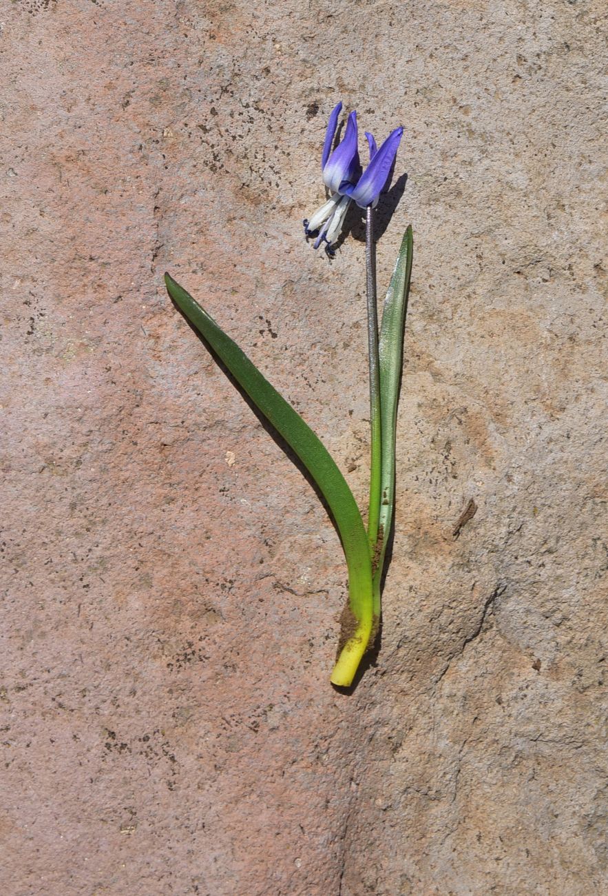 Image of Scilla rosenii specimen.