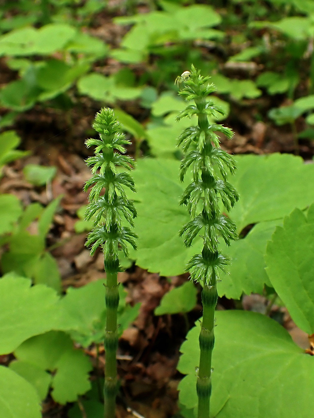 Image of genus Equisetum specimen.