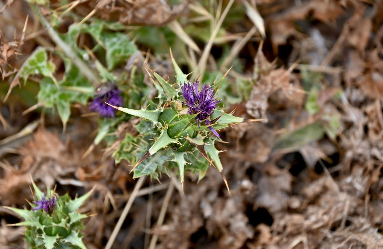 Image of Silybum marianum specimen.
