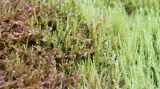 Cratoneuron filicinum. Прошлогодние побеги (буроватые) и новые побеги (светло-зелёные). Среди покрова кратоневрона видны отдельные сизоватые побеги Bryum pseudotriquetrum. Ленинградская обл., Ломоносовский р-н, окр. дер. Ломаха; склон дол. р. Ламошка, место высачивания жёстких грунтовых вод. 03.05.2025.
