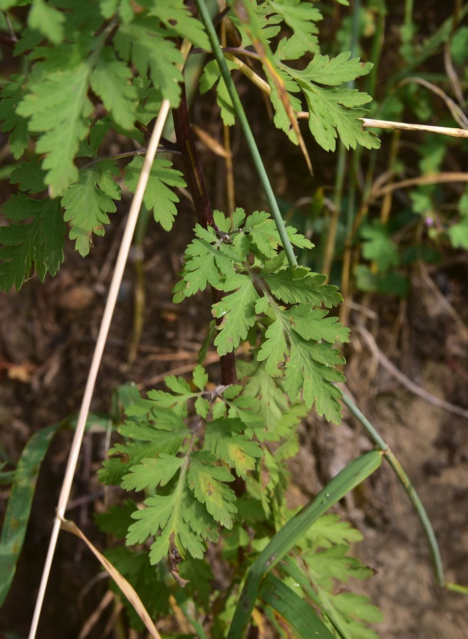 Изображение особи Pyrethrum parthenifolium.