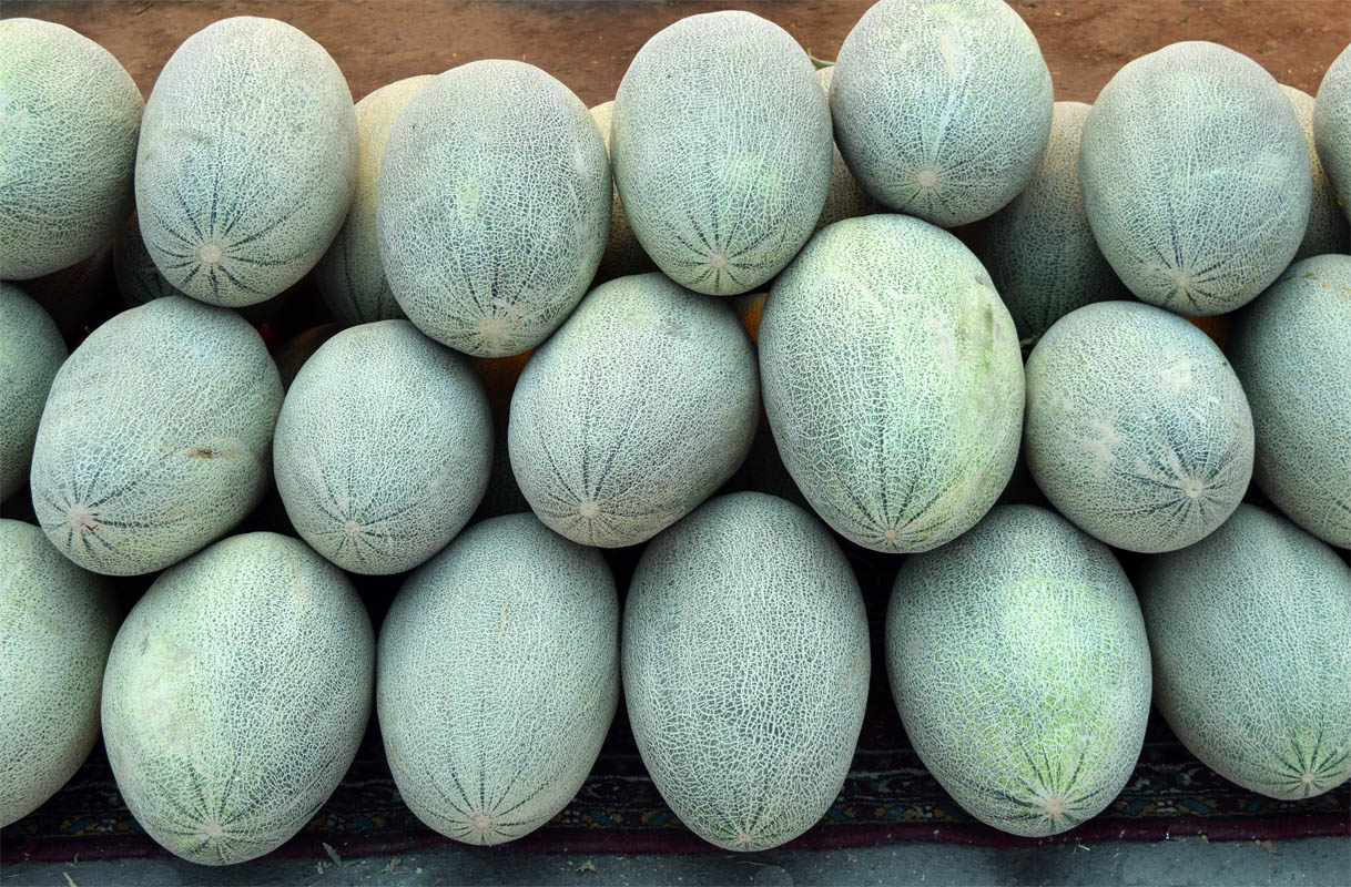 Image of Melo sativus specimen.