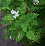 Spiraea chamaedryfolia. Верхушка цветущего побега с поврежденным листом. Карелия, Петрозаводск, дворовое озеленение. 14.06.2026.