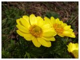 Adonis vernalis