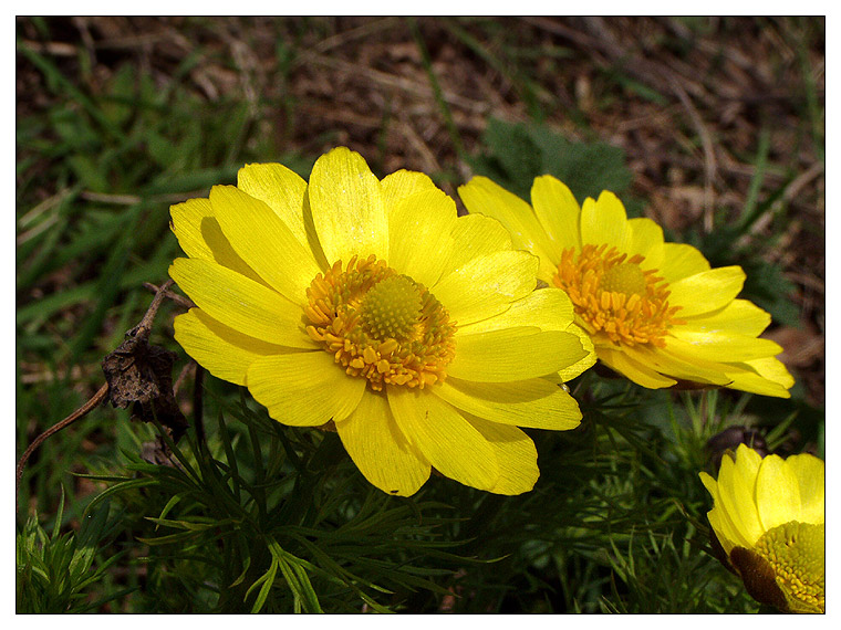 Изображение особи Adonis vernalis.