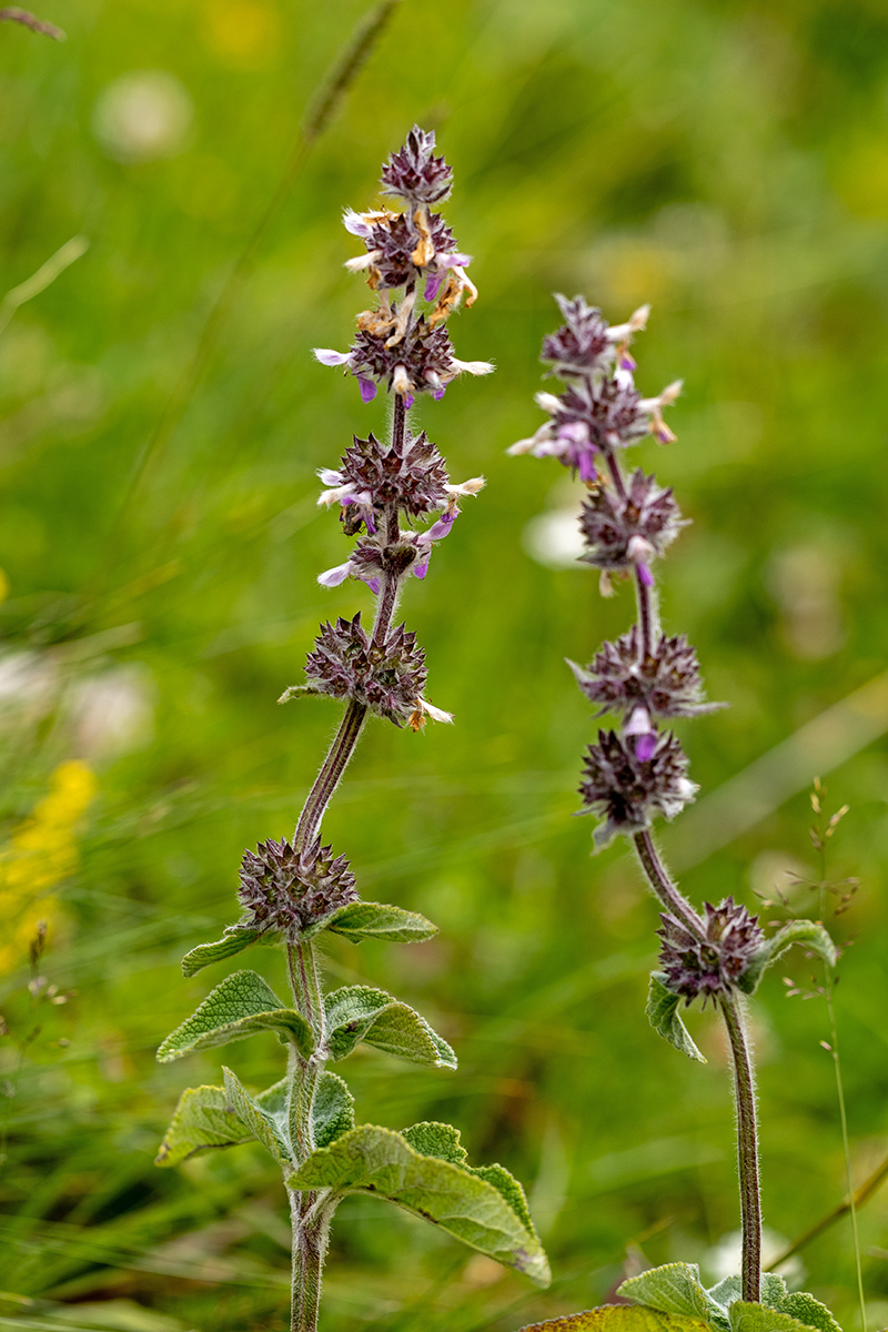 Изображение особи Stachys balansae.