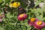 Xerochrysum bracteatum. Соцветия с сидящей бабочкой. Санкт-Петербург, Ботанический сад Петра Великого, в культуре. 27.08.2026.