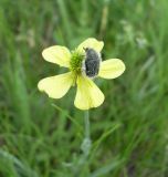 Ranunculus illyricus. Цветок (на цветке питается Epicometis hirta). Ростовская обл., Персиановская степь, окр. станицы Красюковская. 23 мая 2011 г.