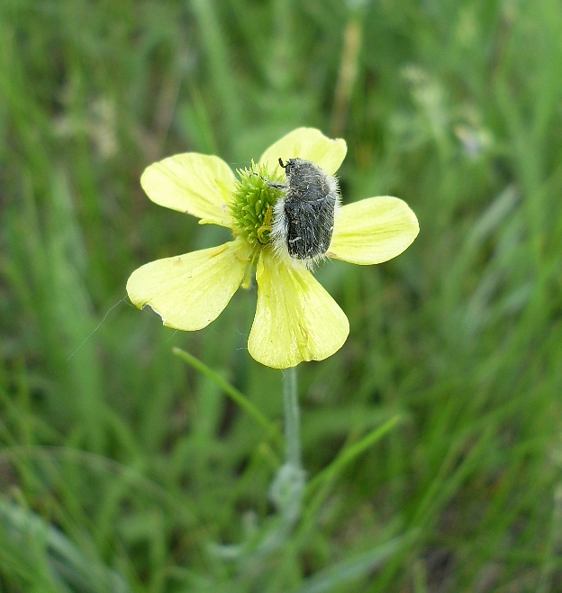 Изображение особи Ranunculus illyricus.