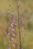 Campanula bononiensis. Соцветия. Ростовская обл., Мясниковский р-н, окр. хут. Недвиговка, склон степной балки. 25.06.2011.