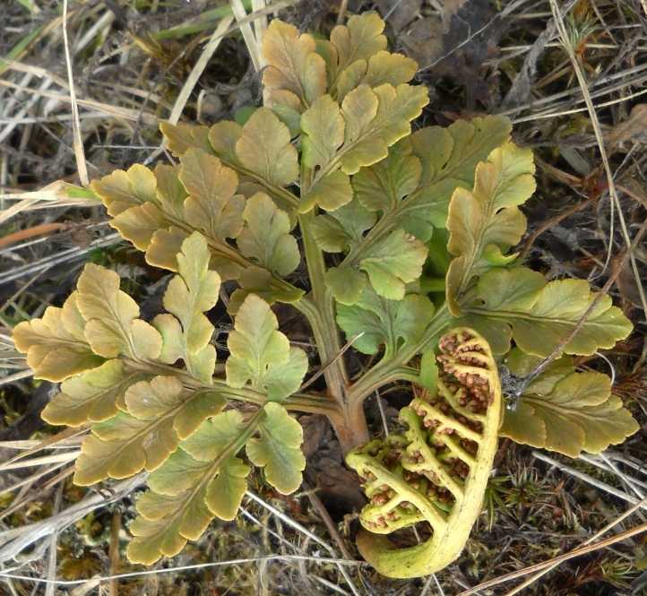 Image of Botrychium multifidum specimen.