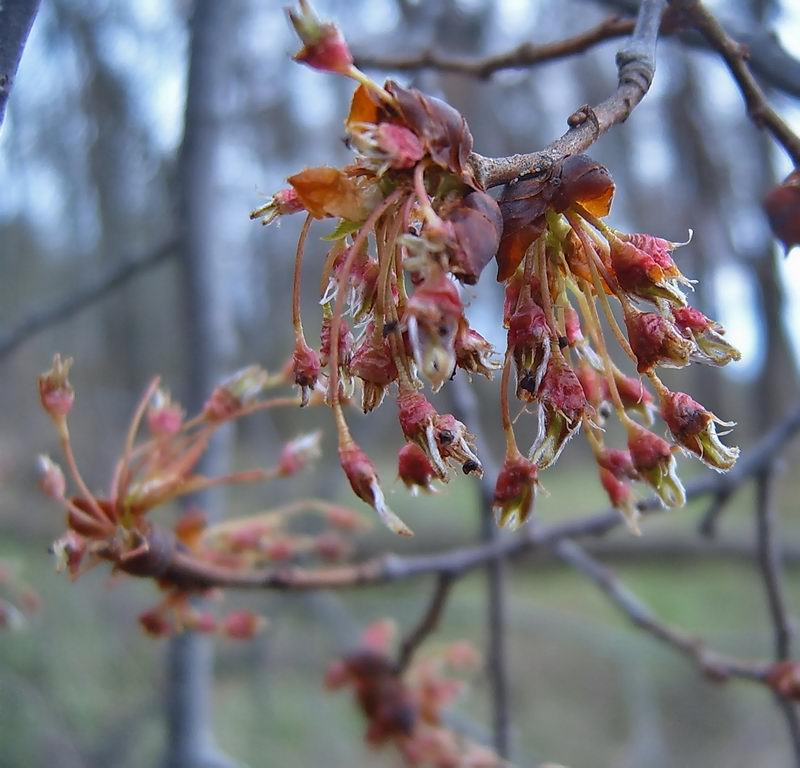 Image of Ulmus laevis specimen.