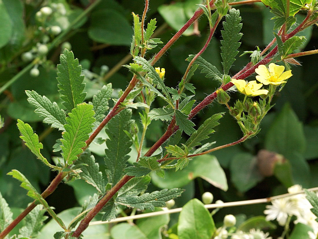 Изображение особи род Potentilla.