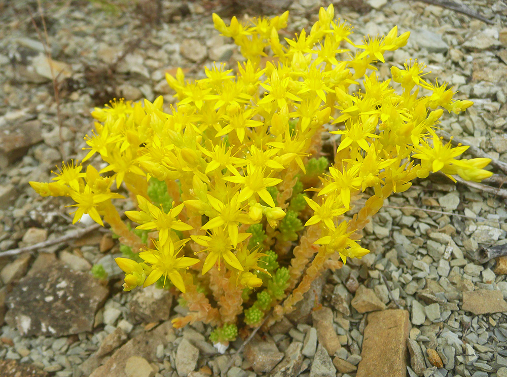 Image of Sedum acre specimen.