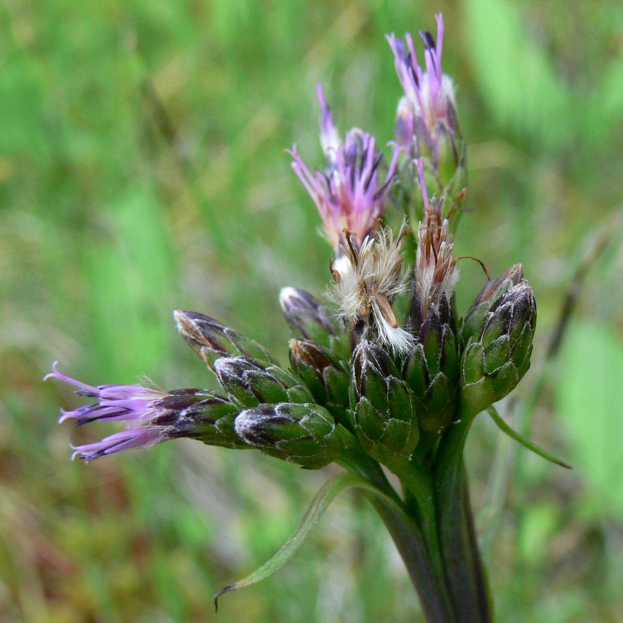 Image of Saussurea parviflora specimen.