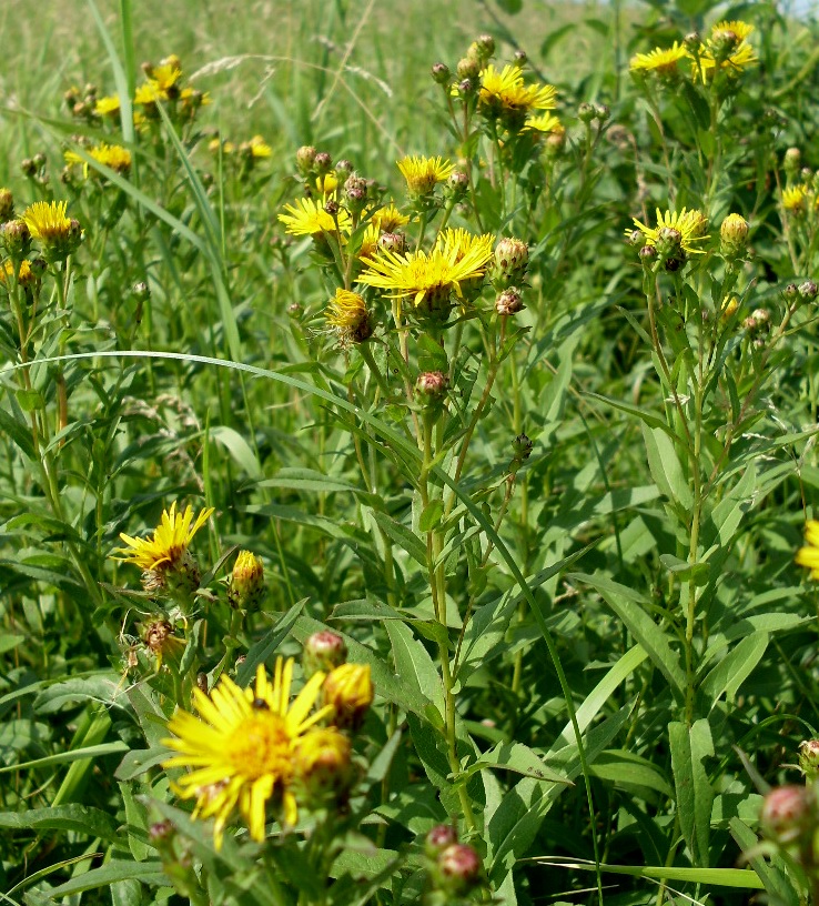Image of Inula aspera specimen.