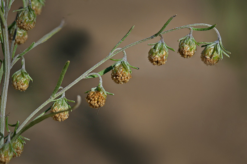 Изображение особи Artemisia sieversiana.