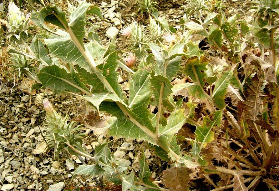 Image of Cousinia onopordioides specimen.