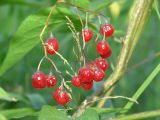 Solanum dulcamara