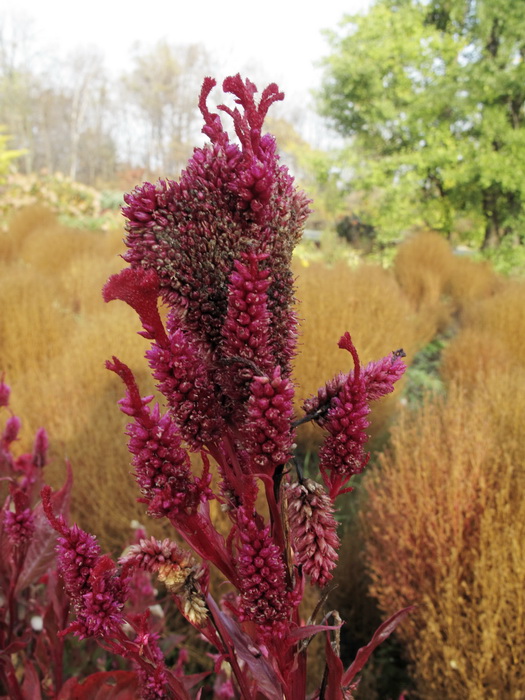 Image of Celosia cristata specimen.