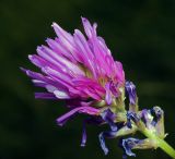 Astragalus onobrychis. Соцветие. Воронежская обл., Павловский р-н, окр. с. Михайловка (Шипов лес). 17.06.2011.