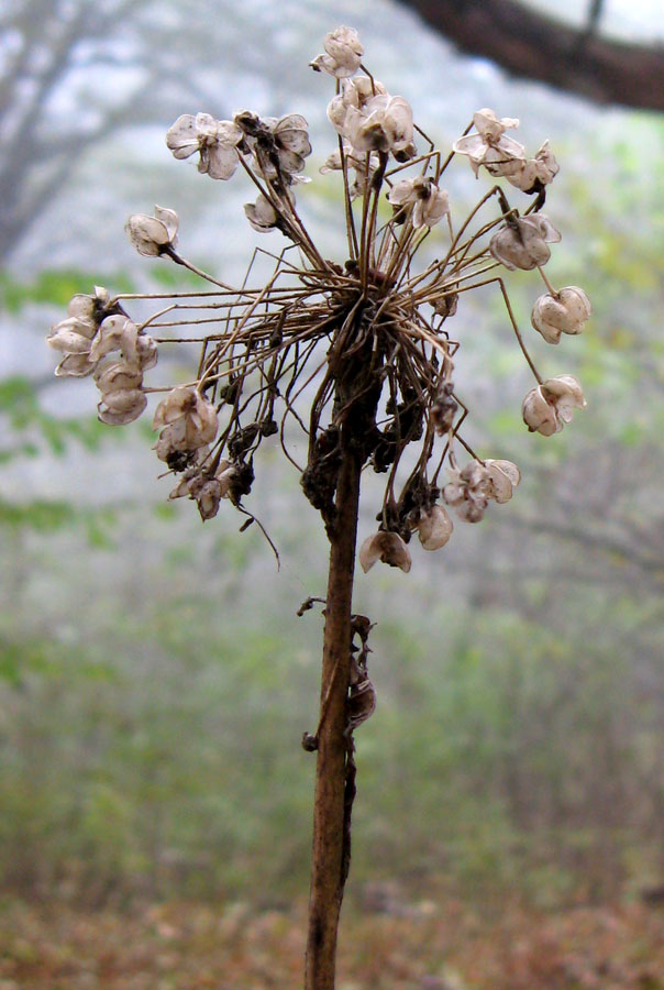 Image of Allium quercetorum specimen.