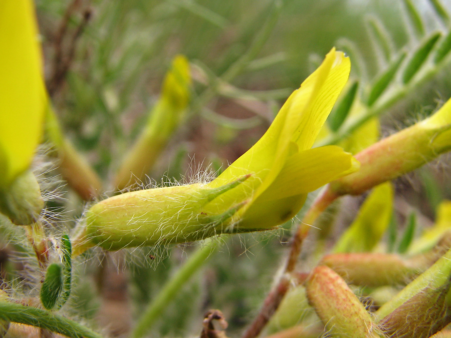 Image of Astragalus henningii specimen.