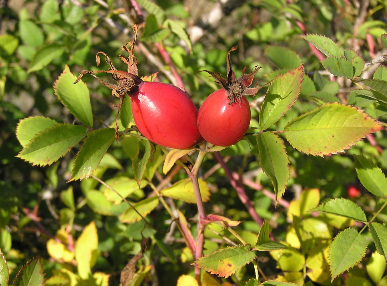 Image of Rosa dumalis specimen.