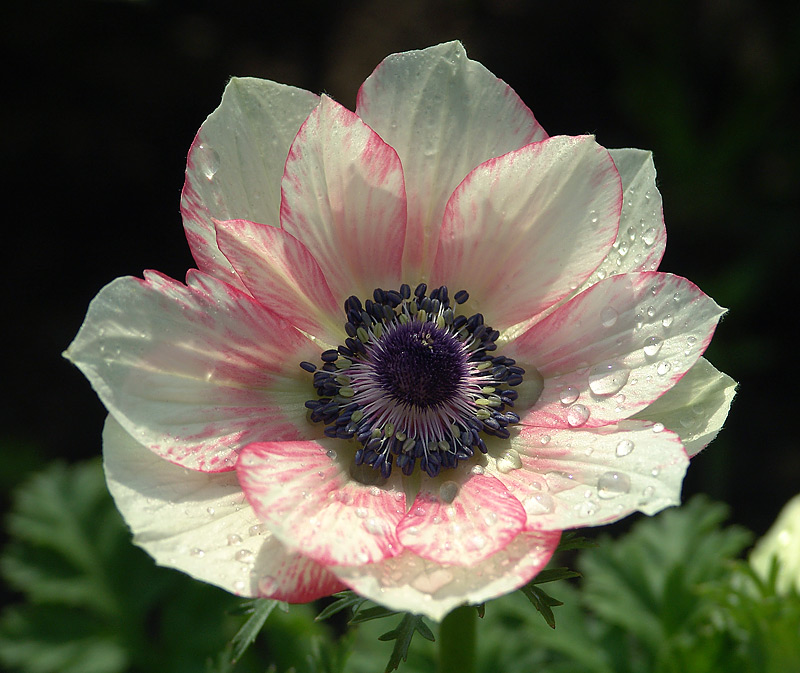 Изображение особи Anemone coronaria.