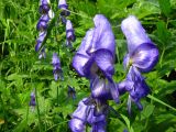 Aconitum fischeri