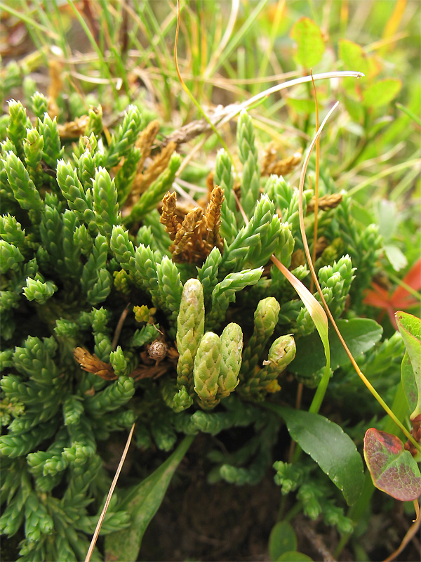 Изображение особи Diphasiastrum alpinum.