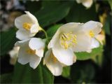 Philadelphus coronarius